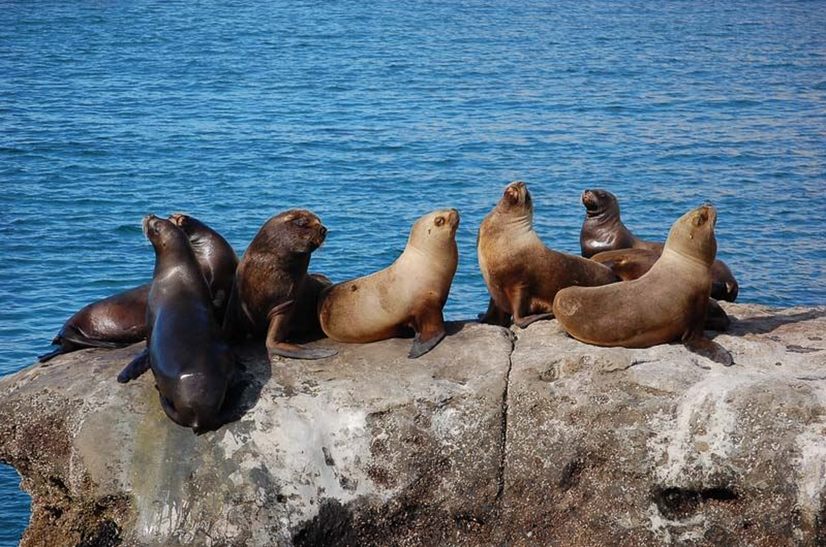 En el paseo náutico de verano se pueden observar muy cerca los lobos marinos. Foto: Tangol