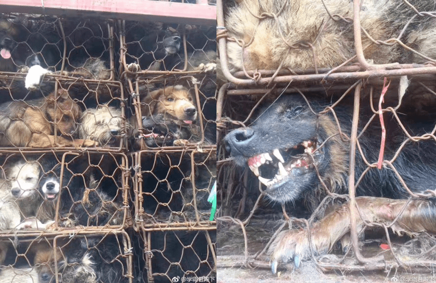 Perros en jaulas (Foto: Weibo)