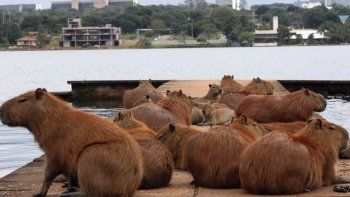 Presentaron una ley para proteger a los carpinchos y a la fauna silvestre. Presentaron una ley para proteger a los carpinchos y a la fauna silvestre.