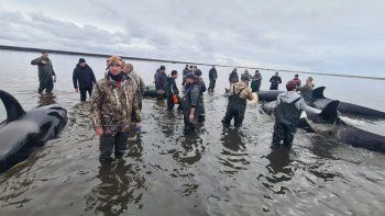 Rescatistas y voluntarios en Rusia han rescatado a una familia de orcas Rescatistas y voluntarios en Rusia han rescatado a una familia de orcas
