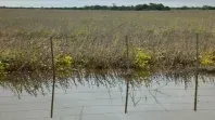 El gobierno de Maximiliano Pullaro oficializó la declaración de emergencia agropecuaria. El gobierno de Maximiliano Pullaro oficializó la declaración de emergencia agropecuaria.