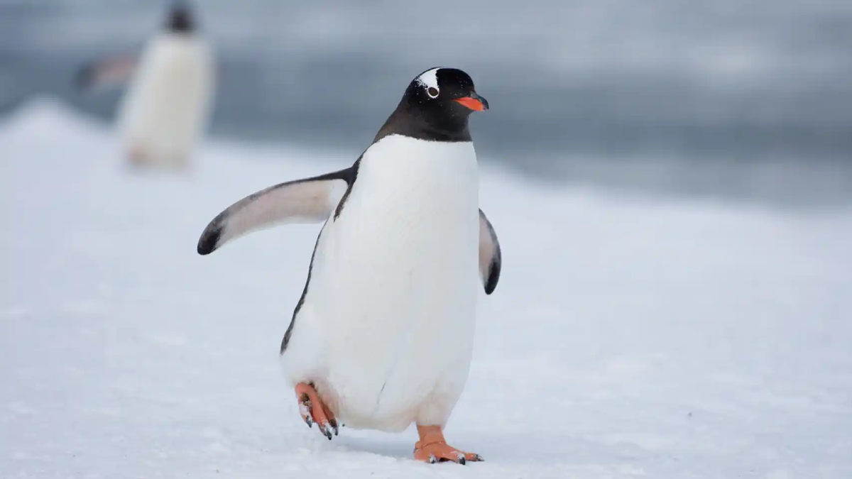 Los pingüinos son aves sorprendentes, que pueden camuflarse con el ambiente y nadar a altas velocidades, además de que nos enamoran con su forma de caminar. Los pingüinos son aves sorprendentes, que pueden camuflarse con el ambiente y nadar a altas velocidades, además de que nos enamoran con su forma de caminar.