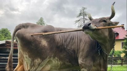 Primicia para la ciencia: Una vaca deja mudos a los científicos por hacer esto