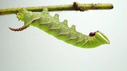 Ungrupo de científicos descubrió que los insectos imitan el ruido de lasserpientes para defenderse de los depredadores. Ungrupo de científicos descubrió que los insectos imitan el ruido de lasserpientes para defenderse de los depredadores.
