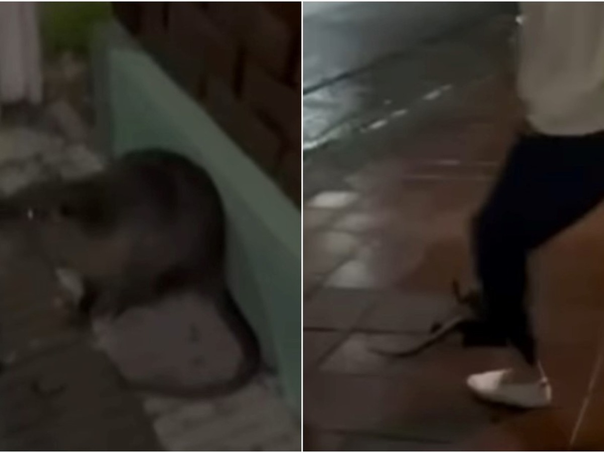 El episodio ocurrió el jueves 4 de junio por la noche en la calle Paraguay al 500. Según la información difundida por las autoridades, Bravo acorraló al animal contra la vereda e impidió su escape mientras le propinaba golpes y patadas. Santerre registró todo el material que luego comenzó a circular en redes sociales. El episodio ocurrió el jueves 4 de junio por la noche en la calle Paraguay al 500. Según la información difundida por las autoridades, Bravo acorraló al animal contra la vereda e impidió su escape mientras le propinaba golpes y patadas. Santerre registró todo el material que luego comenzó a circular en redes sociales.