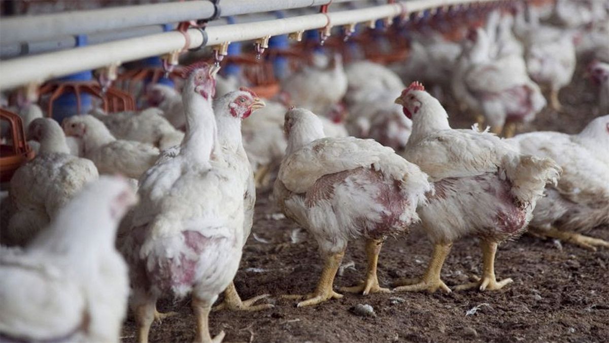 Los productores avícolas lanzaron una fuerte advertencia al presidente Javier Milei acerca de la dramática crisis que vive el sector: “Vacunar o quebrar”. Los productores avícolas lanzaron una fuerte advertencia al presidente Javier Milei acerca de la dramática crisis que vive el sector: “Vacunar o quebrar”.