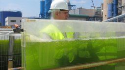 altText(Algas en lugar de oleaginosas: el futuro del biodiesel)}