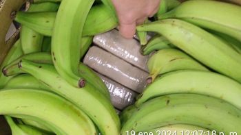 Cientos de kilos de cocaína entre las bananas. Cientos de kilos de cocaína entre las bananas.