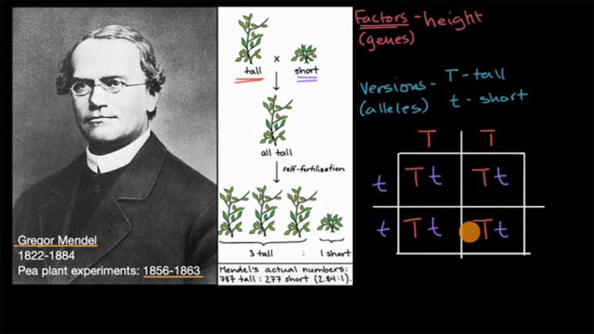El monje austríaco, Gregor Mendel, fue el creador de la genética y sus trabajos permitieron conocer las leyes fundamentales de la herencia. El monje austríaco, Gregor Mendel, fue el creador de la genética y sus trabajos permitieron conocer las leyes fundamentales de la herencia.