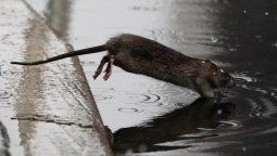 altText(Mega ratas infestan Nueva York: Problema sanitario)}