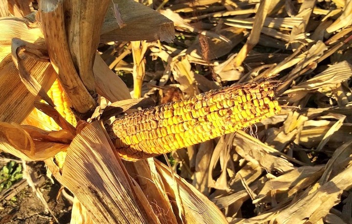 Impactos en Santa Fe. Impactos en Santa Fe.