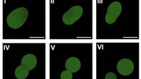 1era célula creada desde cero sacude a la ciencia: Cómo lo hicieron los científicos. 1era célula creada desde cero sacude a la ciencia: Cómo lo hicieron los científicos.