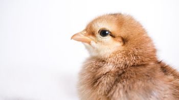 Ciencia sacudida: Científicos logran que pollitos nazcan de la forma menos pensada