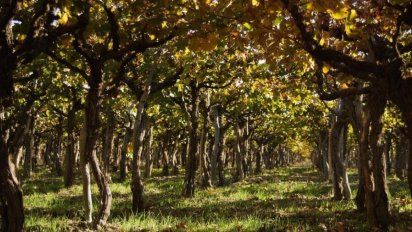 La ruta de las aceitunas es increíble y está en Argentina