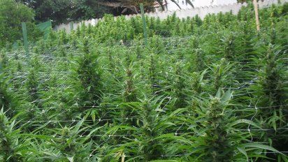 En Uruguay ya se dan clases de cultivo de marihuana