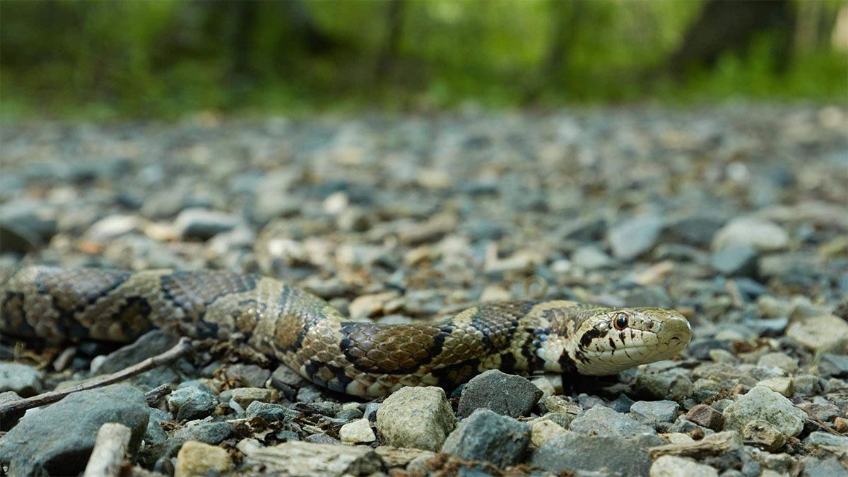 Un grupo de científicos descubrió que los insectos imitan el ruido de las serpientes para defenderse de los depredadores. Un grupo de científicos descubrió que los insectos imitan el ruido de las serpientes para defenderse de los depredadores.