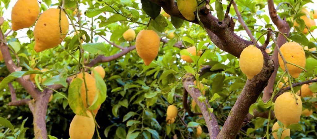Limones: No sólo la vitivinicultura está en pie de guerra.