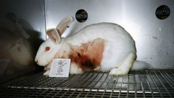 Chau crueldad: El proyecto libertario que busca reemplazar las pruebas en animales