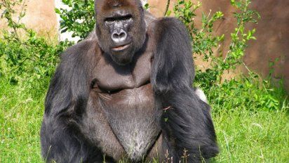 Mono 1 y mono 2: Primates vs. humanos