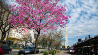 Día de la Primavera: Cómo estará el clima en Buenos Aires