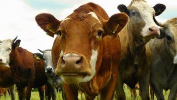 Preocupación que llega a los frigoríficos: Al mercado ganadero le faltan vacunos para cubrir la demanda