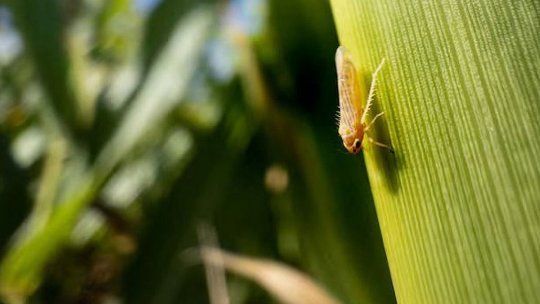 La chicharrita sacude al maíz en Santa Fe y hay preocupación para la próxima campaña
