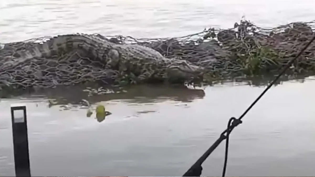 Imagen subida a X, de un caimán en la zona náutica de Porto Alegre durante este mayo.