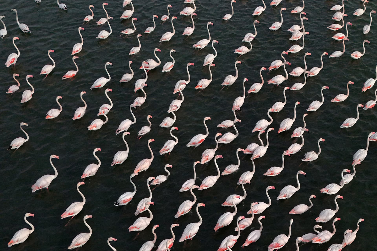 Vista aérea de los flamencos en el área protegida de Vjosa-Narte. El complejo turístico, valorado en 1.600 millones de dólares, está siendo desarrollado por la firma de inversión de Kushner, Affinity Partners, en una isla frente a la costa de Albania y un tramo de costa virgen cerca del paisaje protegido de Vjosa-Narte, un humedal protegido. Vista aérea de los flamencos en el área protegida de Vjosa-Narte. El complejo turístico, valorado en 1.600 millones de dólares, está siendo desarrollado por la firma de inversión de Kushner, Affinity Partners, en una isla frente a la costa de Albania y un tramo de costa virgen cerca del paisaje protegido de Vjosa-Narte, un humedal protegido.