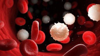 LaOrganización Mundial de la Salud (OMS) fijó la fecha del 13 de febrero de cadaaño como el Día Mundial de la Anemia. LaOrganización Mundial de la Salud (OMS) fijó la fecha del 13 de febrero de cadaaño como el Día Mundial de la Anemia.