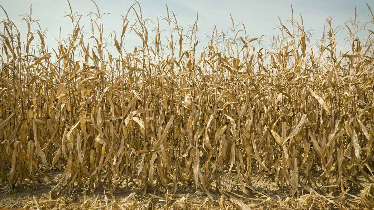 Sergio Massa declaró el estado de emergencia agropecuaria en diversos distritos de las provincias de Buenos Aires y Jujuy.