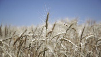 Warrants: El campo argentino se endeuda en materia prima a pesar de los récords de cosecha