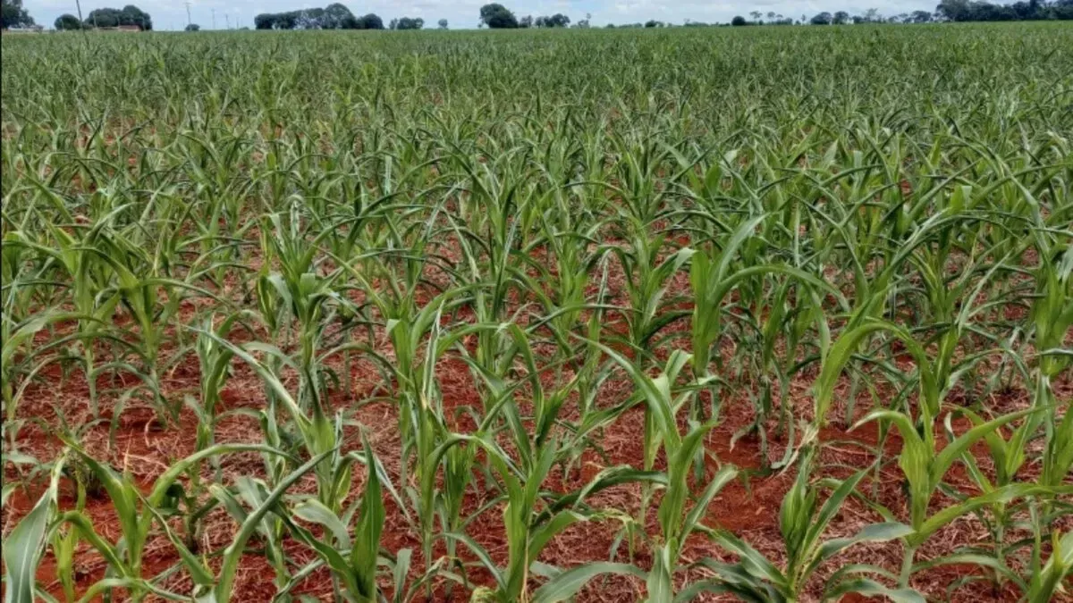 El fenómeno de La Niña mostró el mejor escenario pluvial que se podía prever.&nbsp;