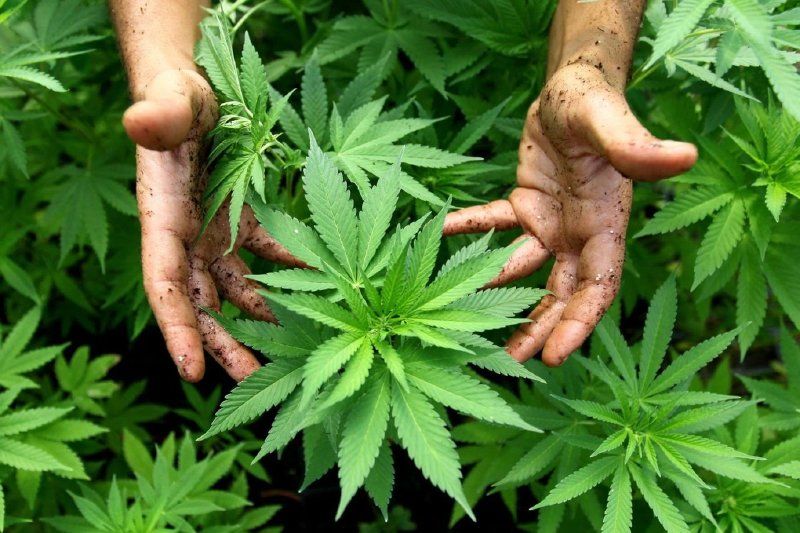 marihuana.jpg