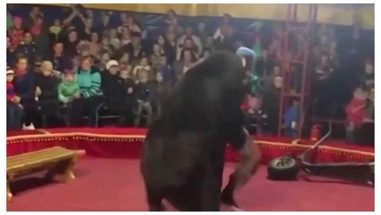 Un oso atacó al domador en un circo ruso (Video)