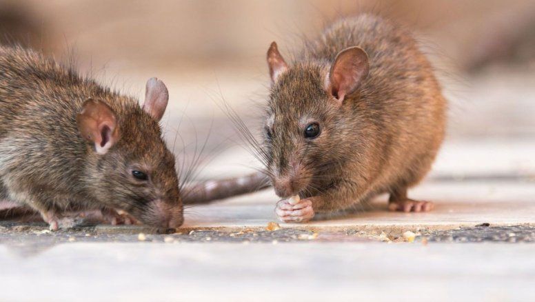 Hantavirus: Tierra del Fuego salió al cruce por los casos del crucero y apuntó a Chubut, Río Negro y Neuquén
