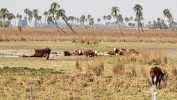 Otra consecuencia del cambio climático y la sequía: no serecupera el stock ganadero, hay menos oferta y se aleja la posibilidad delcontrol de precios que intenta realizar el Gobierno.