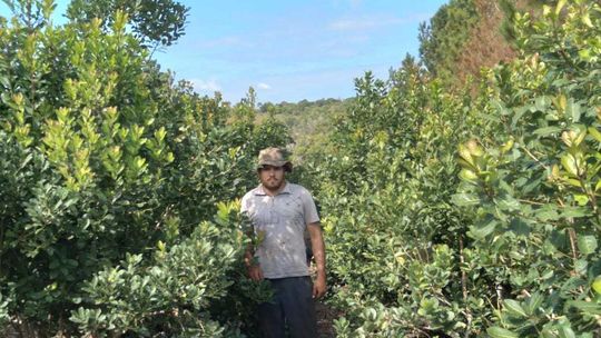 Los yerbateros en pie de guerra por el INYM. Los yerbateros en pie de guerra por el INYM.