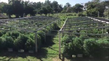 En Santa Fe se descubrió un campo de marihuana a cielo abierto. En Santa Fe se descubrió un campo de marihuana a cielo abierto.