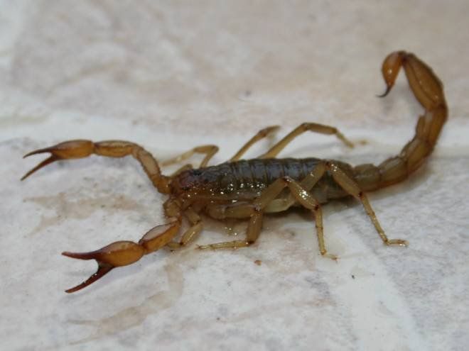 Un escorpión asustó a todos en India. 