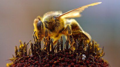 Con las abejas no alcanzan...