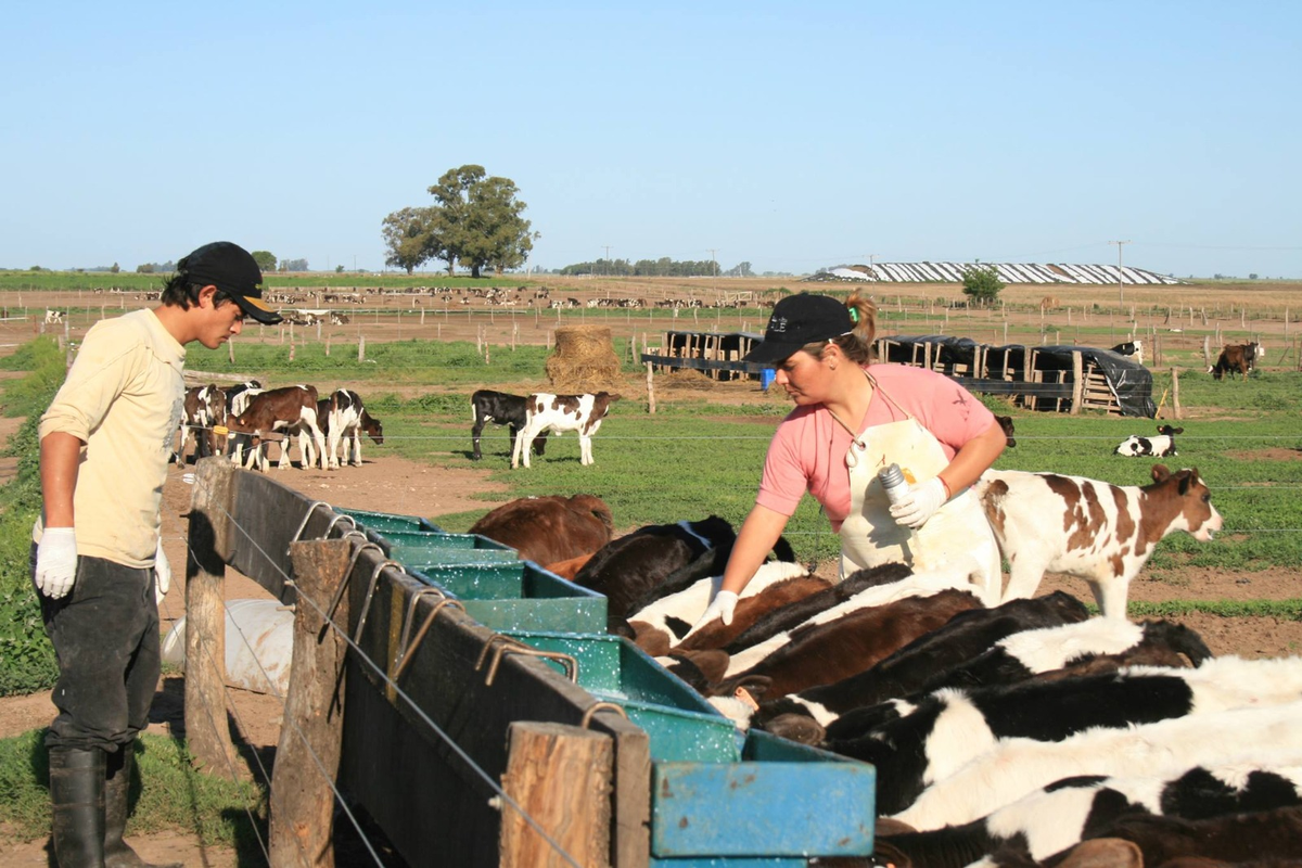 El trabajo del tambero gira en torno a la producción de leche y cuidado de las vacas. Sus funciones no sólo incluyen abastecer de leche al país, sino además asegurarse de que tenga la mejor calidad.