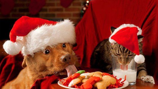 Navidad, Año Nuevo y las mascotas: Los mejores consejos para cuidarlos durante las fiestas. Navidad, Año Nuevo y las mascotas: Los mejores consejos para cuidarlos durante las fiestas.