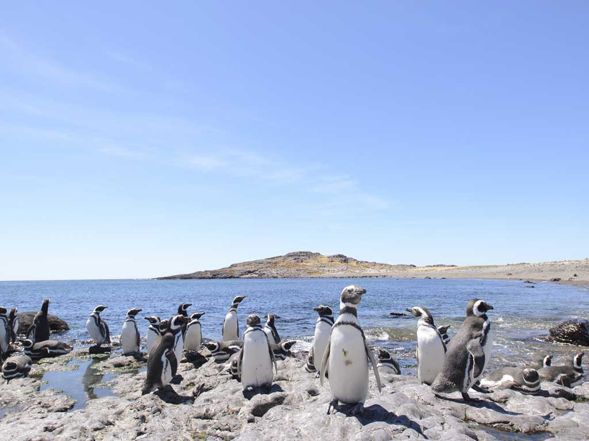 Punta Tombo es una reserva a 181 kilómetros de Puerto Madryn que vale la pena conocer ya que se puede tener a los pingüinos muy de cerca, caminar entre ellos y verlos nadar. Foto: Tangol