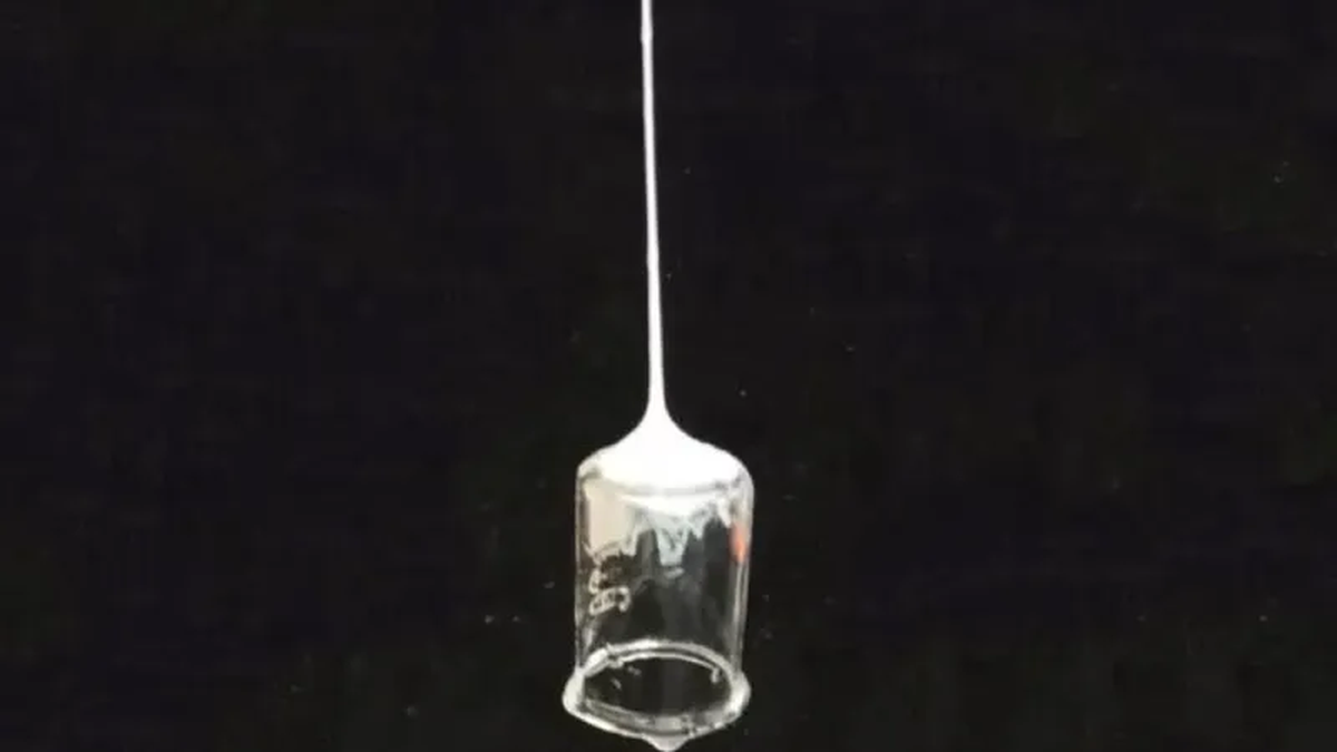 Los hilos de seda se solidifican al ser expulsados, creando fibras flexibles y resistentes que puede tener varias aplicaciones para la ciencia. Los hilos de seda se solidifican al ser expulsados, creando fibras flexibles y resistentes que puede tener varias aplicaciones para la ciencia.