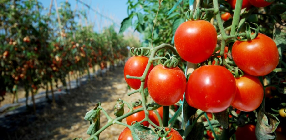 Los tomates son una de las frutas más consumidas. Los tomates son una de las frutas más consumidas.