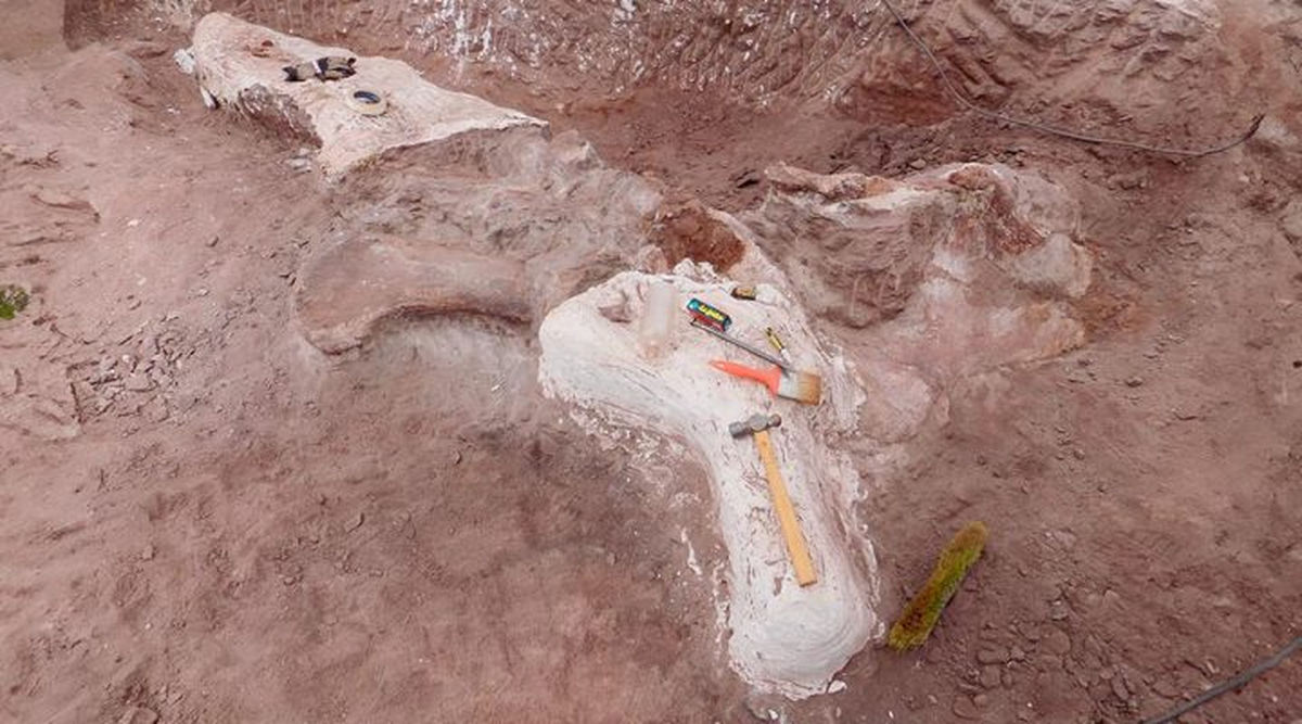 Astigmasaura genuflexa es un rebaquisáurido gigante y adulto de 18 metros, el más joven encontrado hasta ahora en Neuquén. Su combinación única de rasgos desafía certezas sobre la evolución de los saurópodos.
