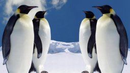 altText(Antártida: ¿Pingüinos empadronados en el Triunfo K?)}