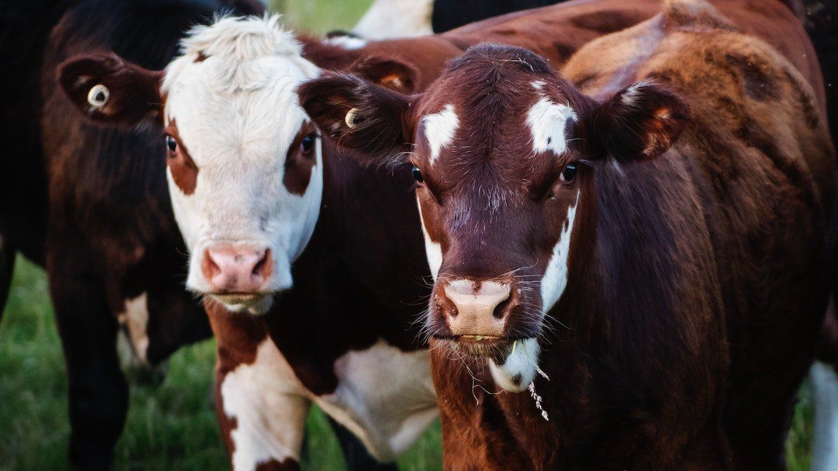 Se usaba para el aumento de la producción de leche. Se usaba para el aumento de la producción de leche. 