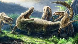 Un cocodrilo galgo sobrevivió más tiempo de lo pensado en El Caribe. El hallazgo en República Dominicana que reescribe la historia de estos depredadores.