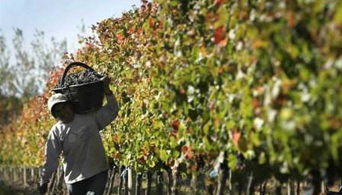 Una obviedad: la producción de uva en la Argentina es más cara que la producción de uva en Chile.